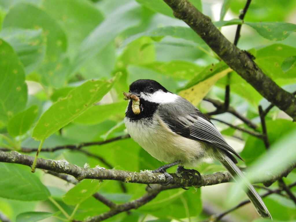 Chickadee with caterpillar